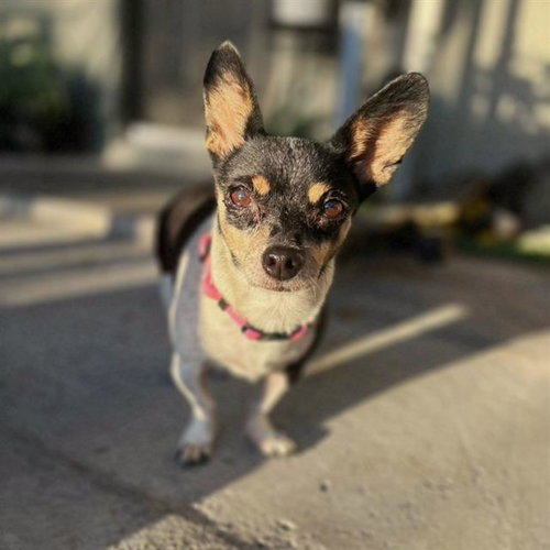 Firulais, Chihuahua / Mixed (medium coat)