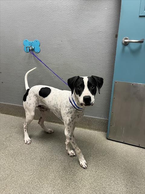 *BRONX, a dog for adoption from The Animal Foundation - Las Vegas