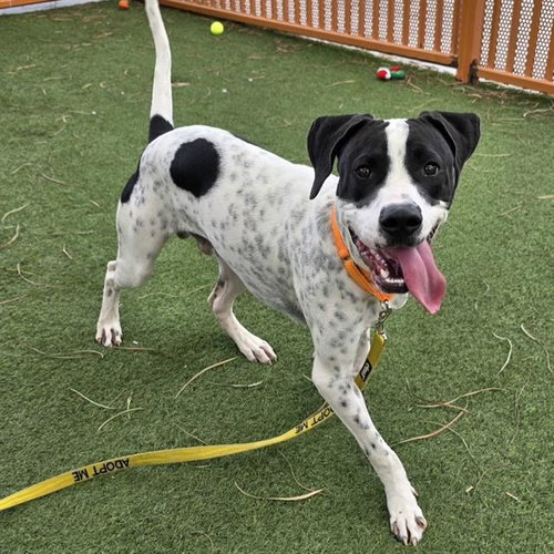 Bronx, Pit Bull Terrier / Mixed (medium coat)