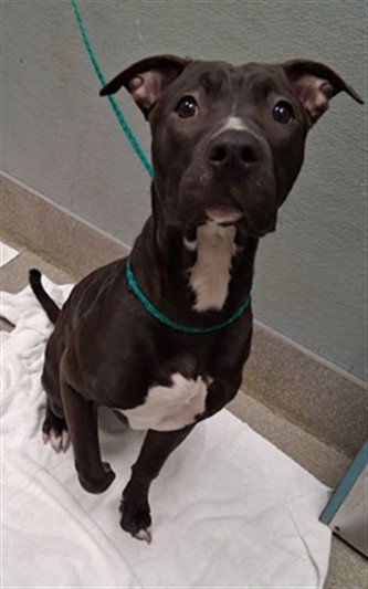 *WAYNE, a dog for adoption from The Animal Foundation - Las Vegas