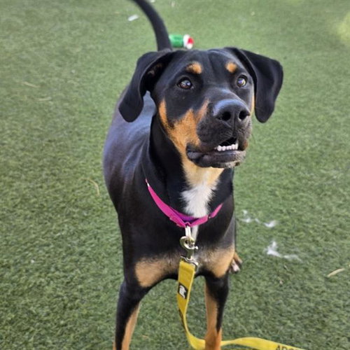 *AZAYLAH, a dog for adoption from The Animal Foundation - Las Vegas