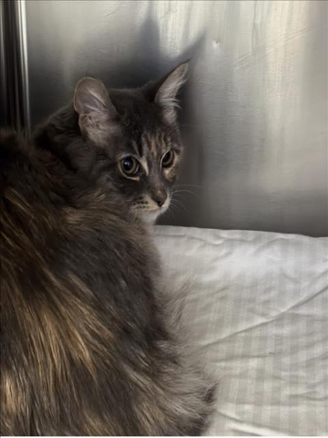 *SAMANTHA, a cat for adoption from The Animal Foundation - Las Vegas