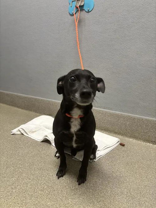 *DEXTER, a dog for adoption from The Animal Foundation - Las Vegas
