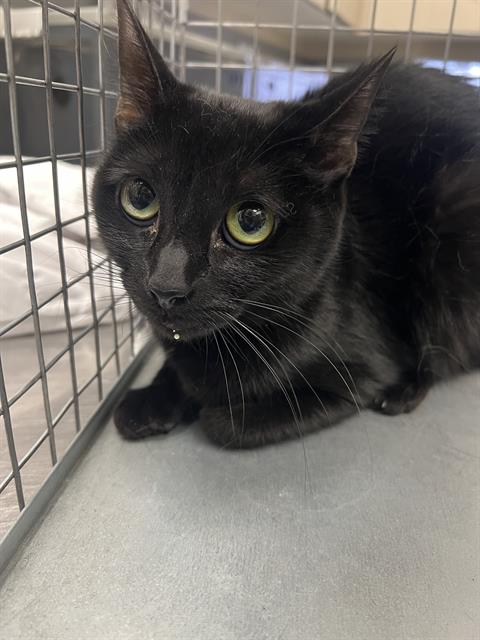 WANDA, a cat for adoption from The Animal Foundation - Las Vegas