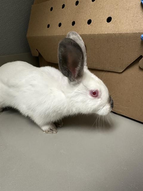 *BINGSU, a rabbit for adoption from The Animal Foundation - Las Vegas