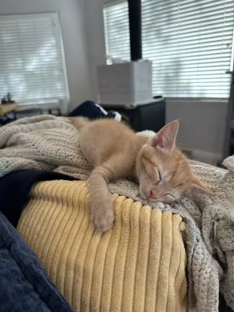 Fajita - Domestic Medium Hair
