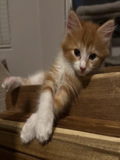 *TOSTADA, a cat for adoption from The Animal Foundation - Las Vegas