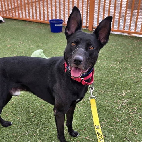 RAIDER, a dog for adoption from The Animal Foundation - Las Vegas