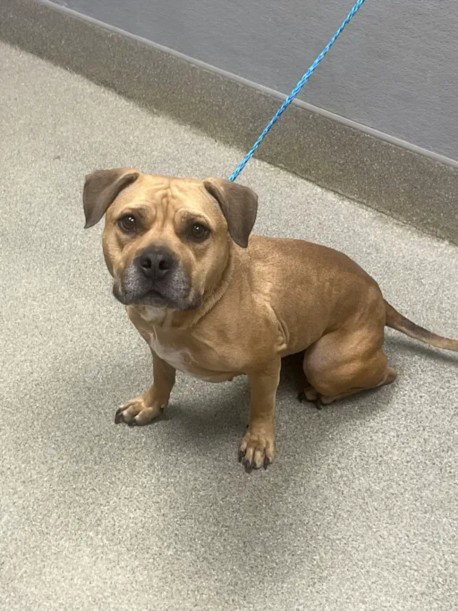 LUNA, a dog for adoption from The Animal Foundation - Las Vegas