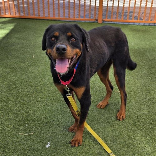 BIG G, a dog for adoption from The Animal Foundation - Las Vegas