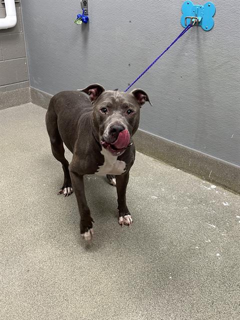 *LINCOLN BARK, a dog for adoption from The Animal Foundation - Las Vegas