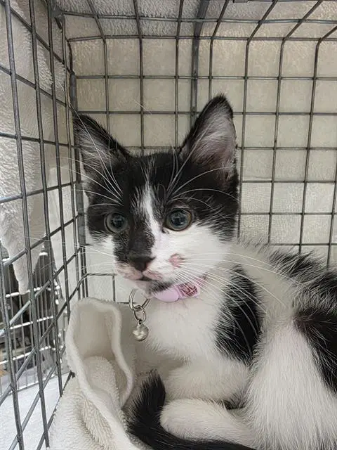 Moonlight - Domestic Short Hair