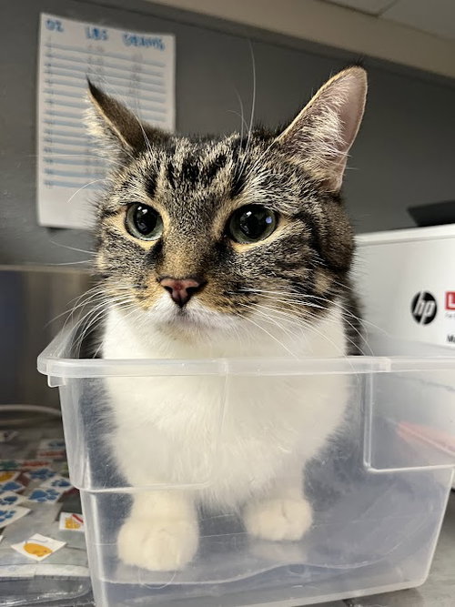 CUDDLES, a cat for adoption from The Animal Foundation - Las Vegas