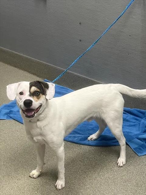 *TURBO, a dog for adoption from The Animal Foundation - Las Vegas