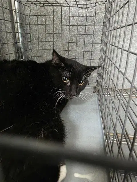 Kitty - Domestic Short Hair