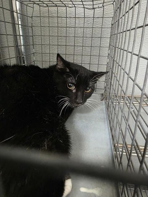 KITTY, a cat for adoption from The Animal Foundation - Las Vegas