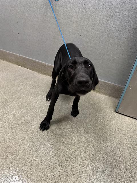 RIVER, a dog for adoption from The Animal Foundation - Las Vegas