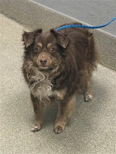 KHLOE, a dog for adoption from The Animal Foundation - Las Vegas