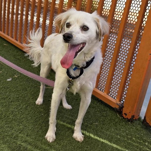 BLIZZY, a dog for adoption from The Animal Foundation - Las Vegas