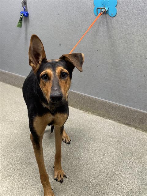 *MAPLE COOKIE, a dog for adoption from The Animal Foundation - Las Vegas