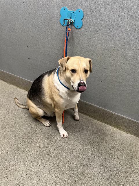SHILOH, a dog for adoption from The Animal Foundation - Las Vegas