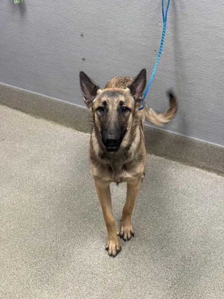 EEVEE, a dog for adoption from The Animal Foundation - Las Vegas