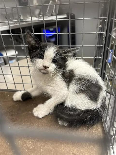 *CHILI PEPPER, a cat for adoption from The Animal Foundation - Las Vegas