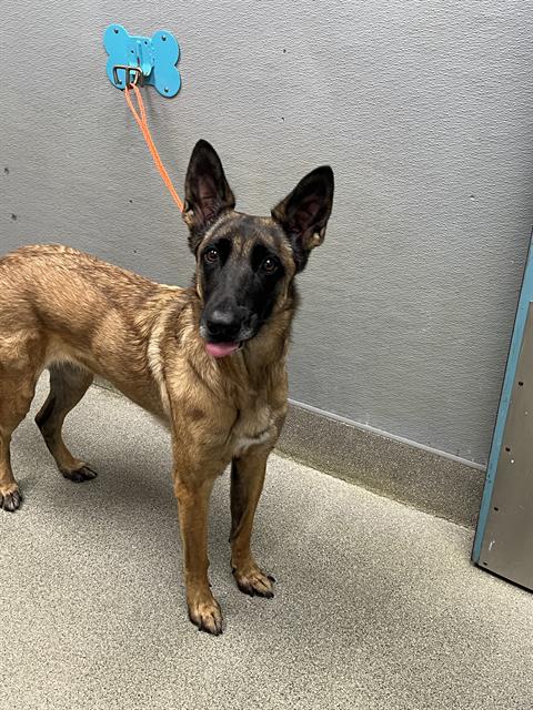 BELLA, a dog for adoption from The Animal Foundation - Las Vegas