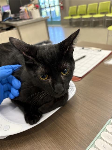PANTHER, a cat for adoption from The Animal Foundation - Las Vegas