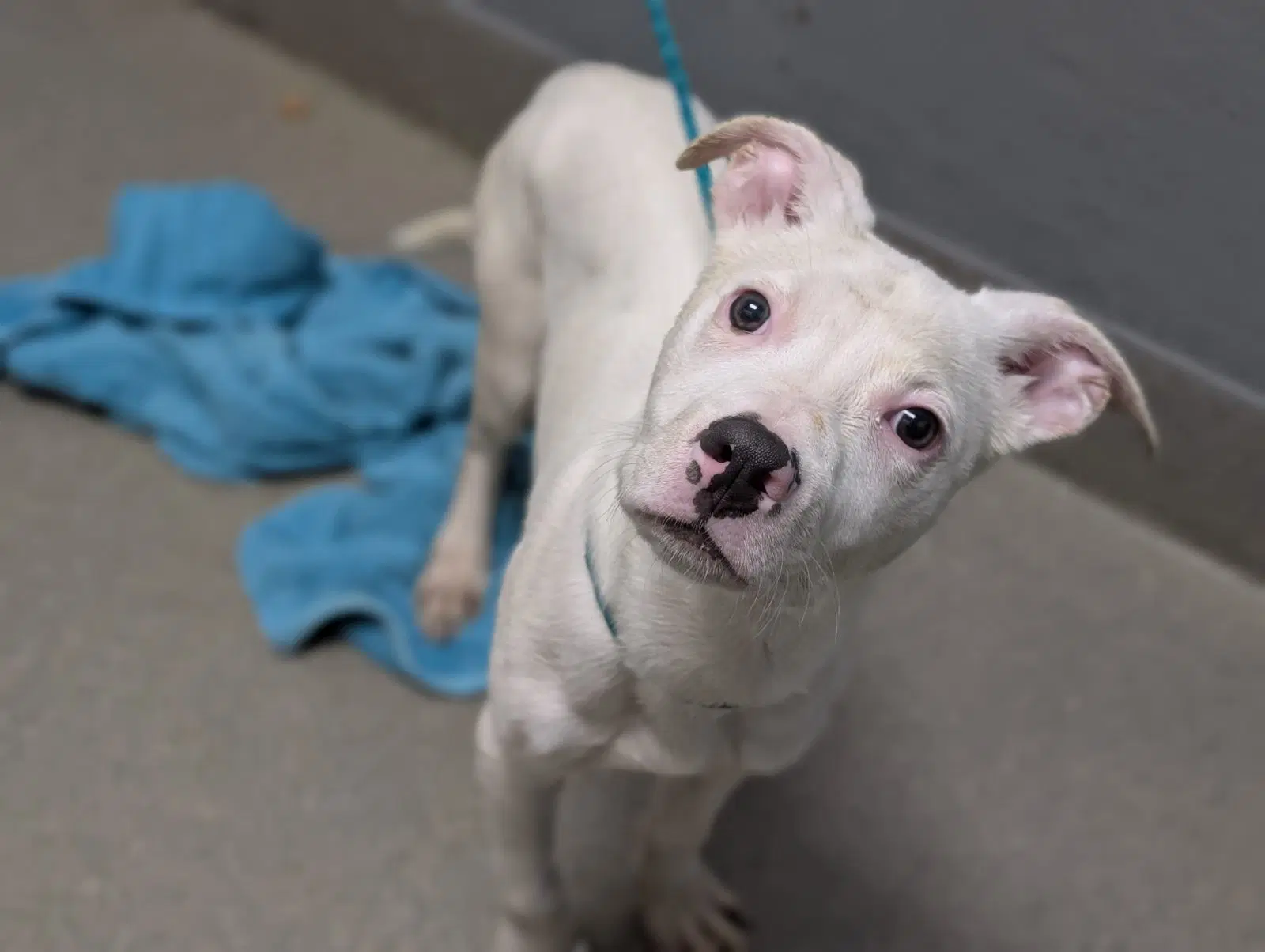 Speck - Pit Bull Terrier