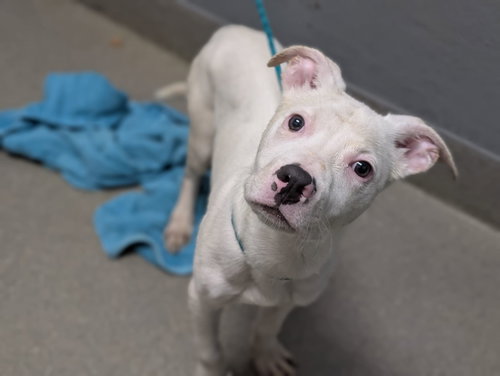 *SPECK, a dog for adoption from The Animal Foundation - Las Vegas