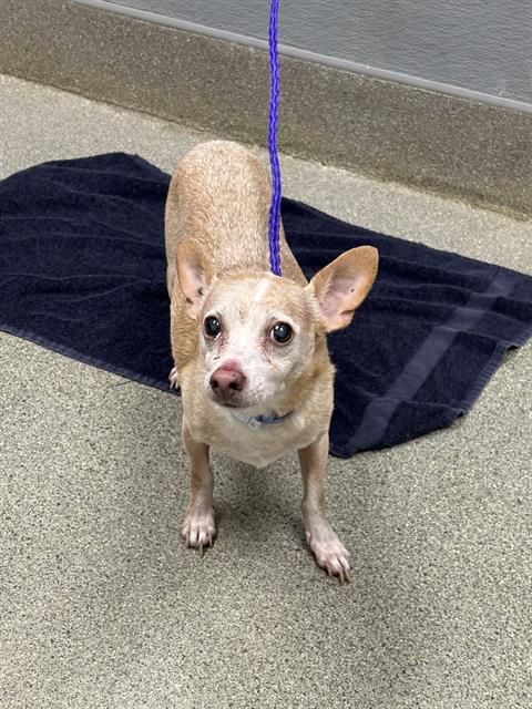 *LOUIE, a dog for adoption from The Animal Foundation - Las Vegas