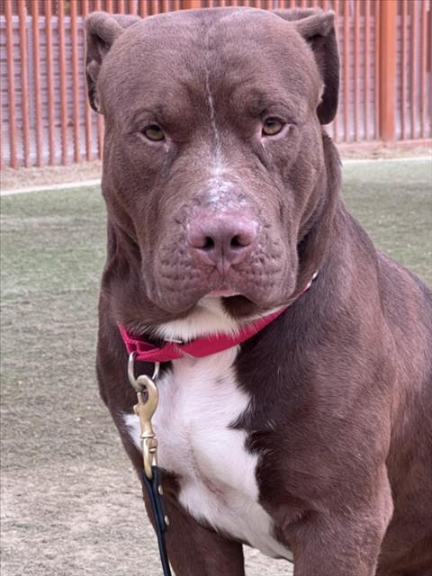 Tanky, Cane Corso Mastiff / Mixed (medium coat)