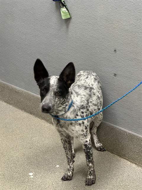 *BENTLEY, a dog for adoption from The Animal Foundation - Las Vegas
