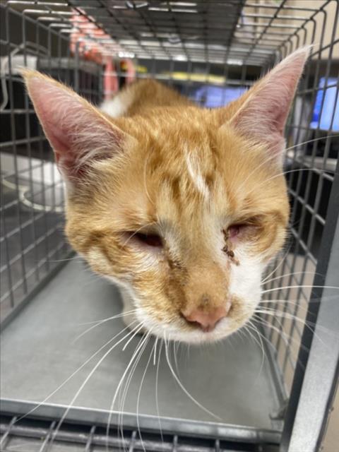 KENSHI, a cat for adoption from The Animal Foundation - Las Vegas