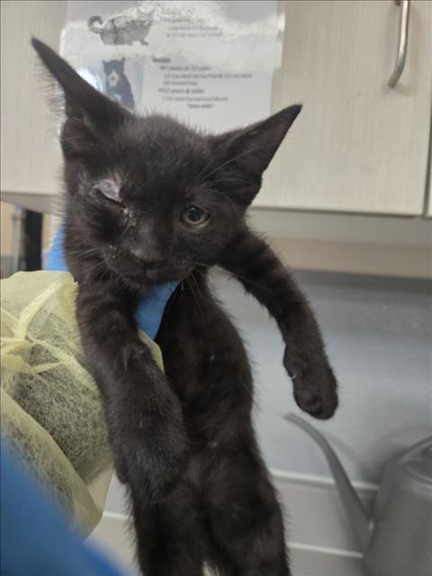 *BOOP, a cat for adoption from The Animal Foundation - Las Vegas