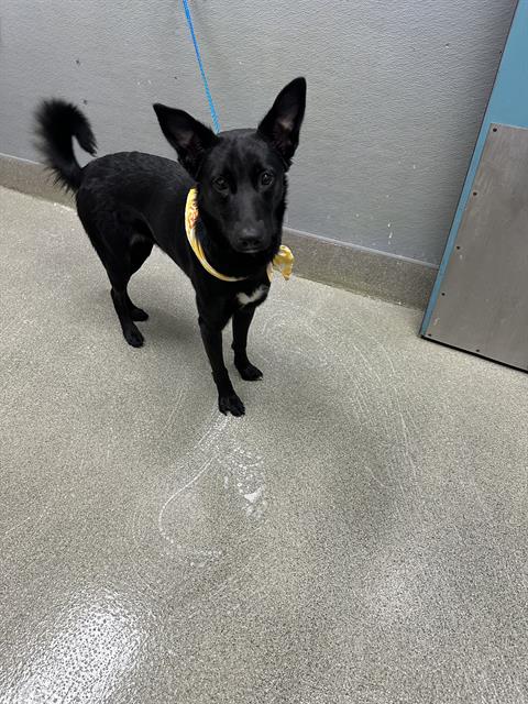 KIMCHI, a dog for adoption from The Animal Foundation - Las Vegas