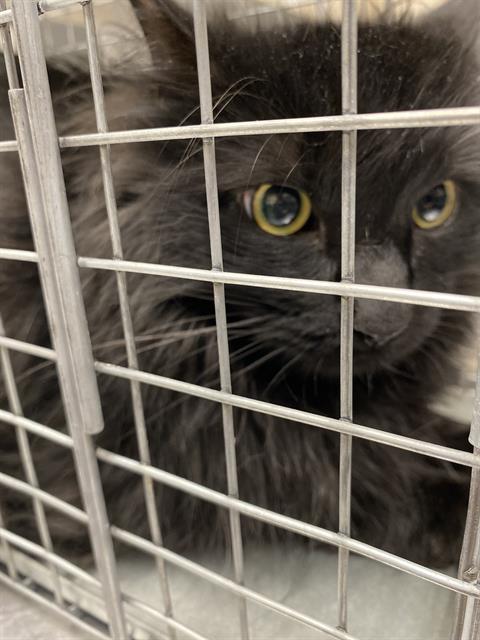*REXX, a cat for adoption from The Animal Foundation - Las Vegas
