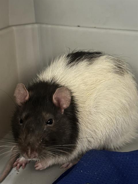 *POPCORN, a rat for adoption from The Animal Foundation - Las Vegas