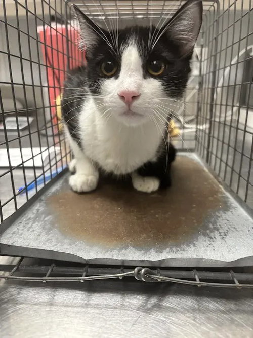 PLUTO, a cat for adoption from The Animal Foundation - Las Vegas
