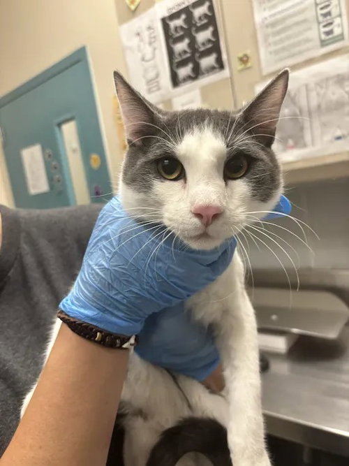 MARS, a cat for adoption from The Animal Foundation - Las Vegas