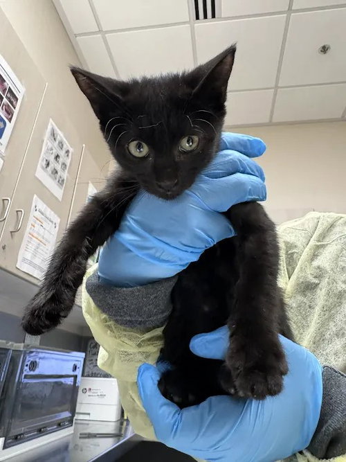 *GATITO, a cat for adoption from The Animal Foundation - Las Vegas