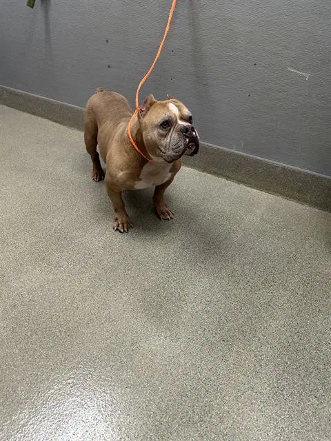 Marcus - Bulldog