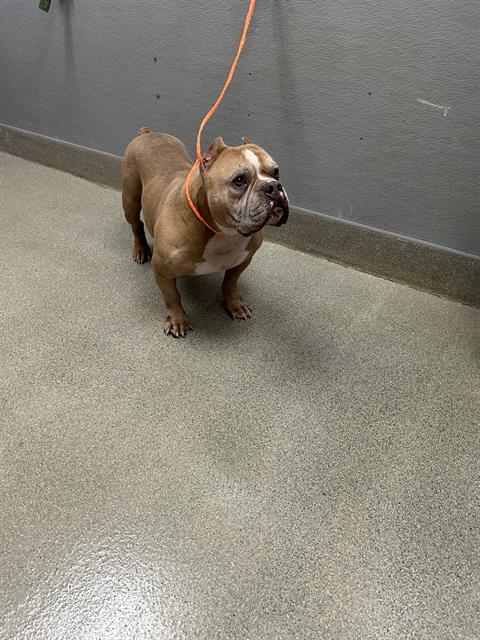 *MARCUS, a dog for adoption from The Animal Foundation - Las Vegas