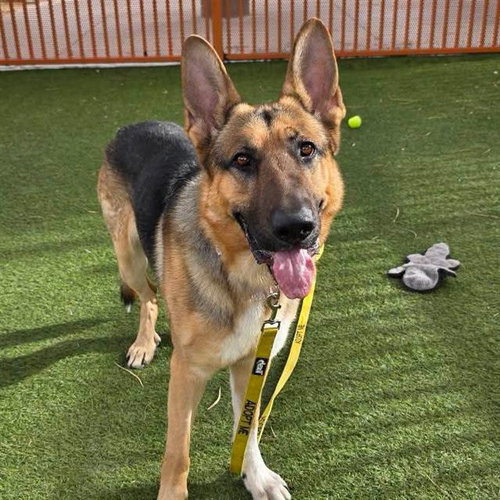 ZEUS, a dog for adoption from The Animal Foundation - Las Vegas