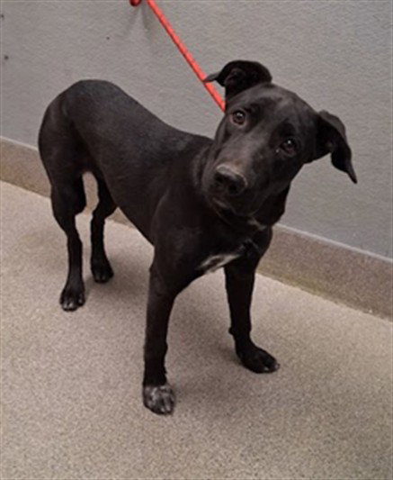 *NYX, a dog for adoption from The Animal Foundation - Las Vegas