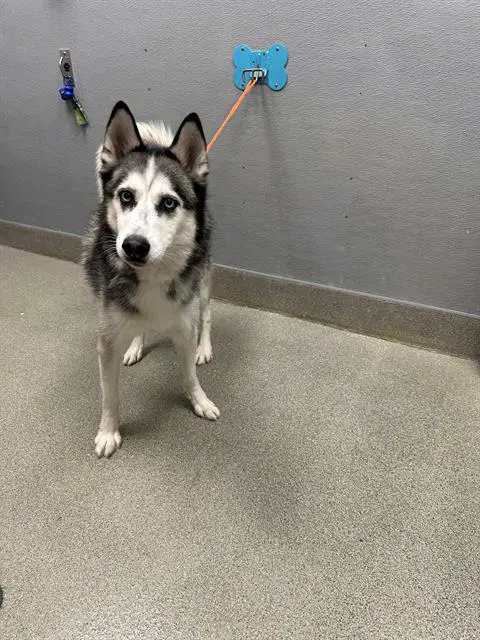 Flash - Siberian Husky