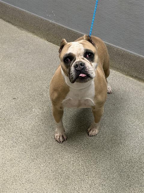 *PUMPKIN, a dog for adoption from The Animal Foundation - Las Vegas