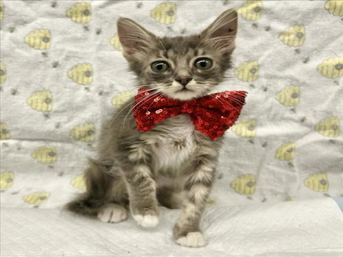 *PABLO, a cat for adoption from The Animal Foundation - Las Vegas