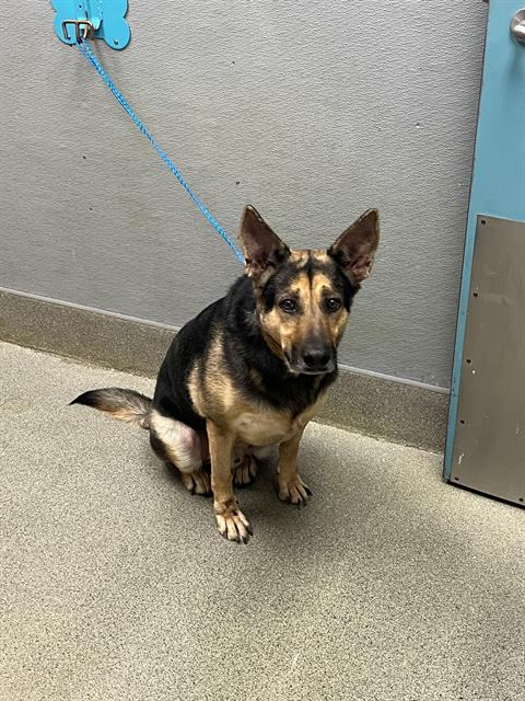 ROCKY, a dog for adoption from The Animal Foundation - Las Vegas